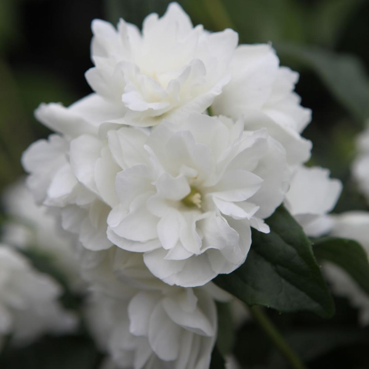 Philadelphus 'Virginal' plant