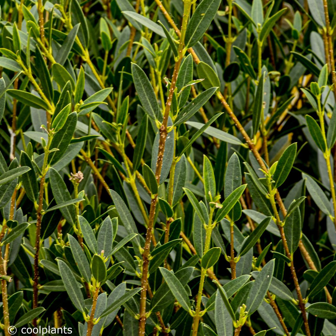 Phillyrea angustifolia 'Green Line' plant