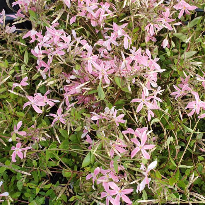 Phlox adsurgens 'Wagon Wheel' plant