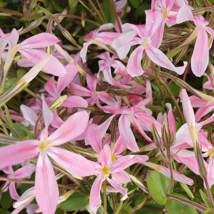 Phlox adsurgens 'Wagon Wheel' plant