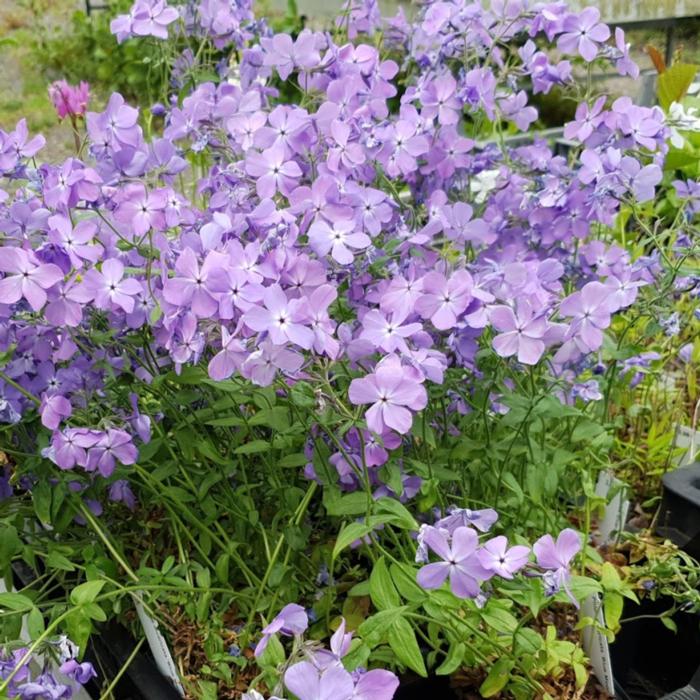 Phlox divaricata 'Blue Moon' plant