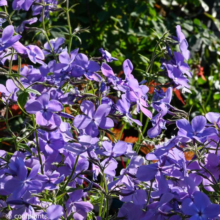 Phlox divaricata 'Blue Moon' plant