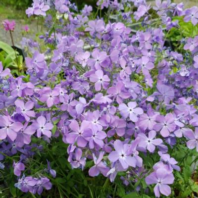 phlox-divaricata-blue-moon