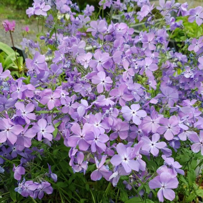 Phlox divaricata 'Blue Moon' plant