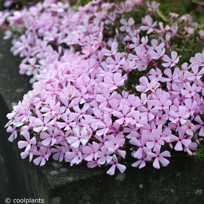 Phlox douglasii 'Boranovice' plant