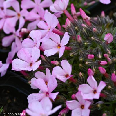 phlox-douglasii-boranovice