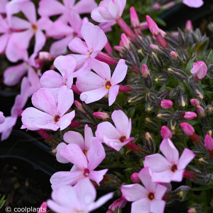 Phlox douglasii 'Boranovice' plant