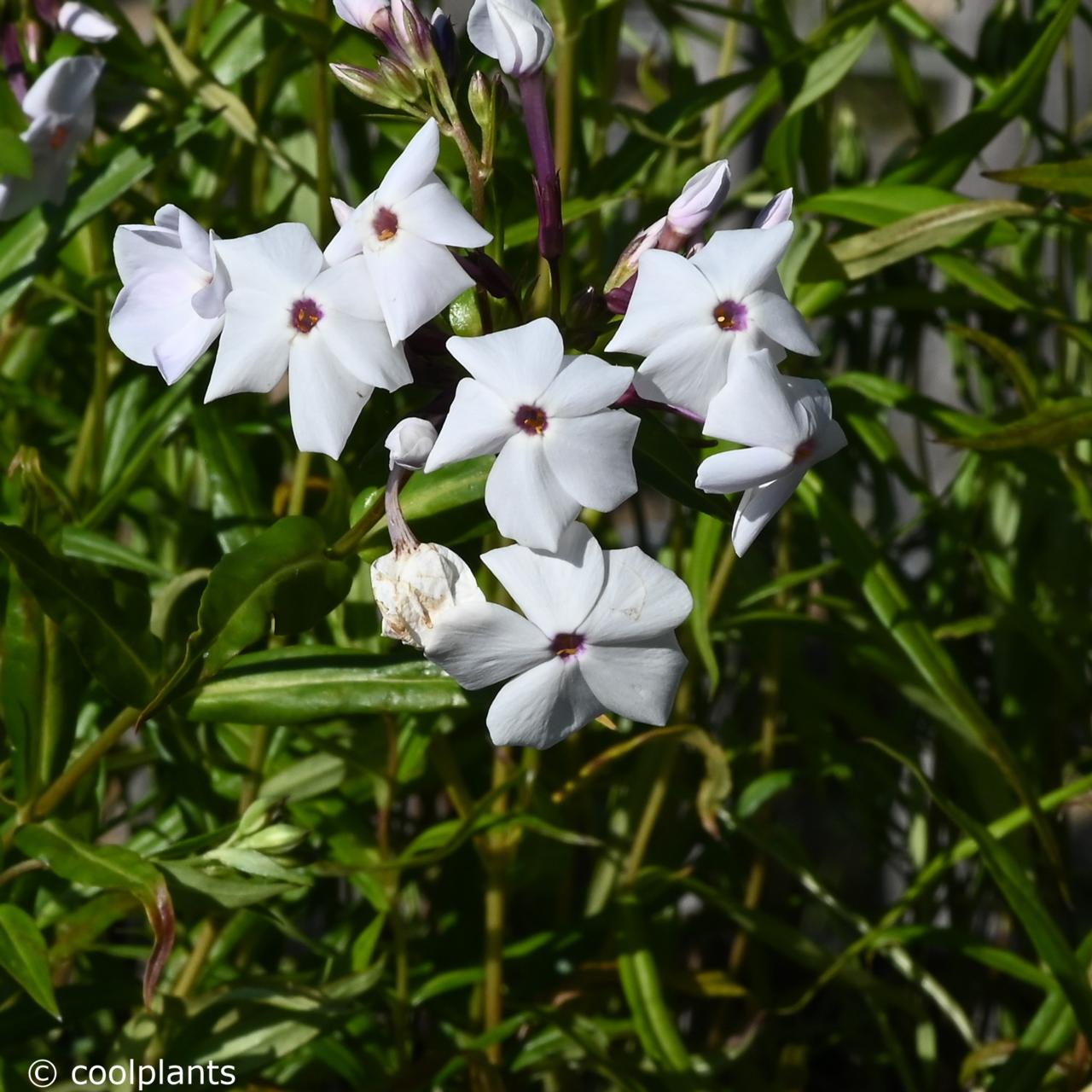 Phlox 'Minnie Pearl' plant