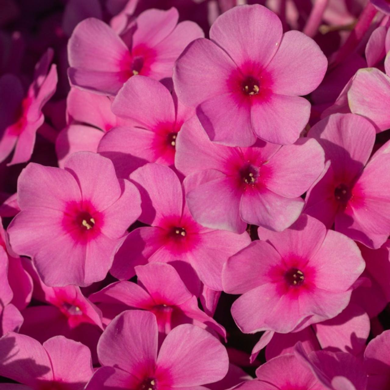 Phlox paniculata 'Famous Light Pink' plant