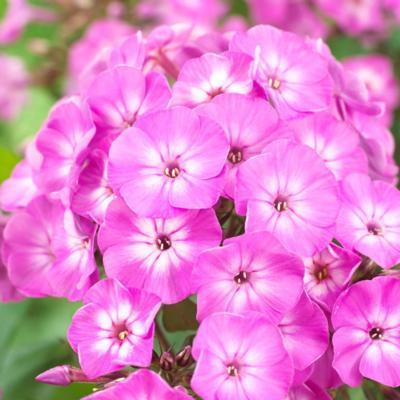 phlox-paniculata-famous-light-purple