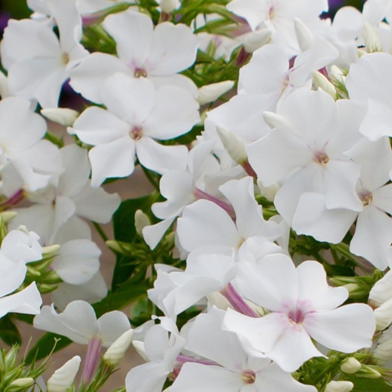 Phlox paniculata 'Famous White' plant