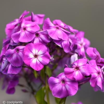 phlox-paniculata-laura