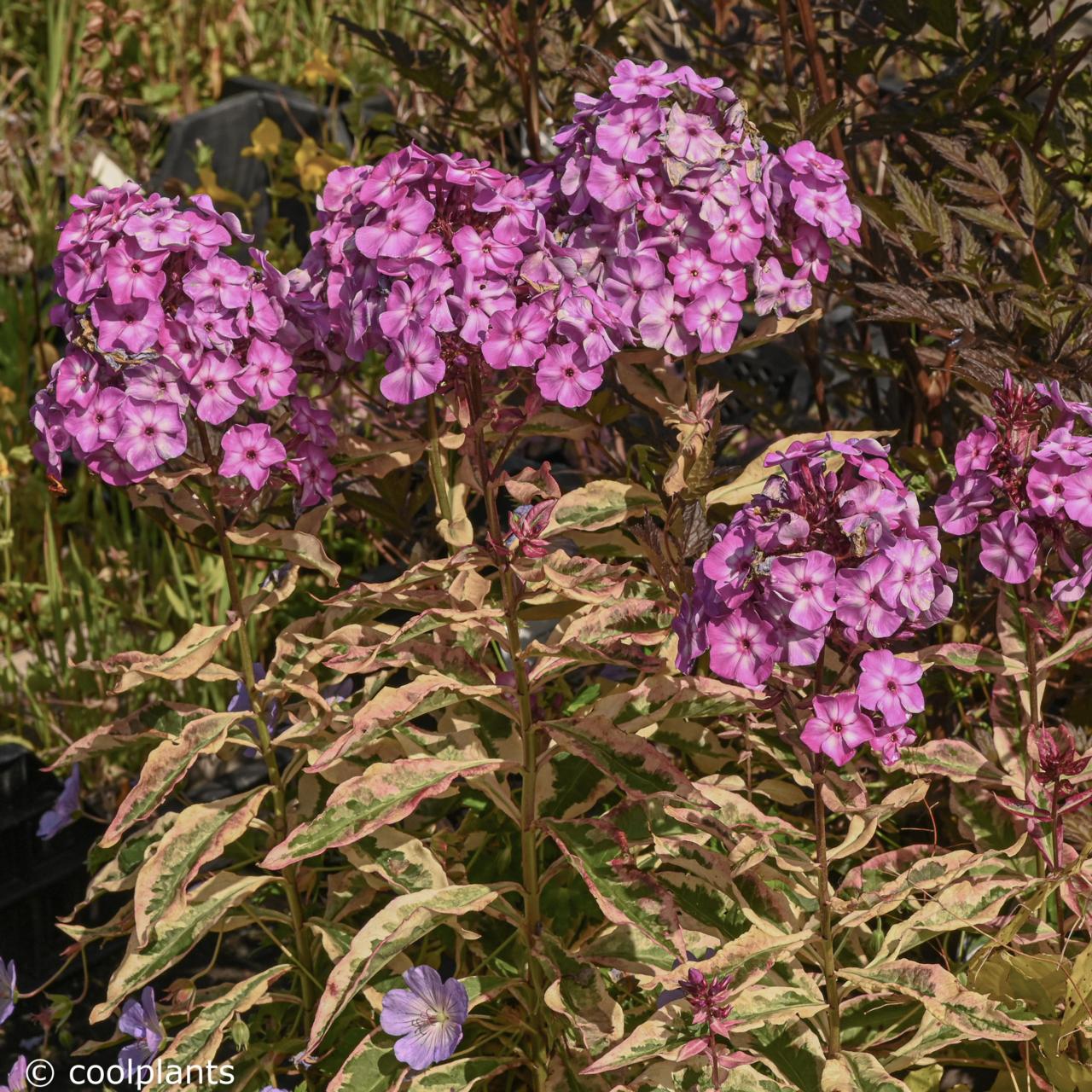 phlox-paniculata-olympus Phlox paniculata 'Olympus' plant