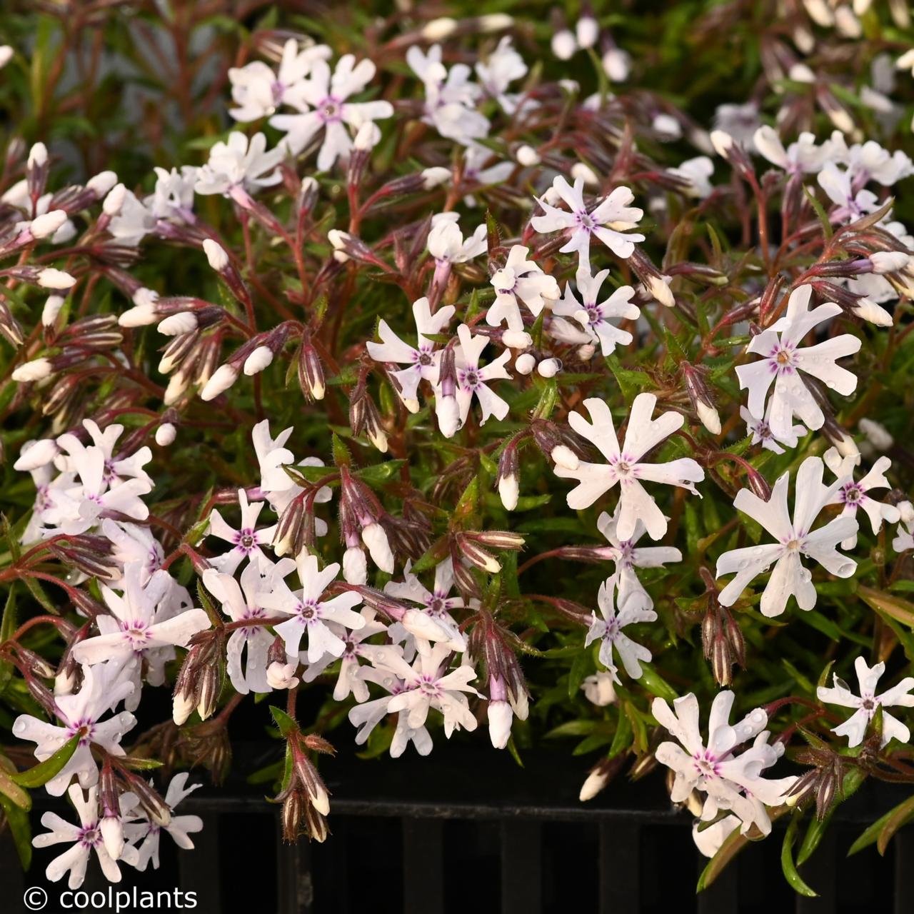 Phlox 'Petticoat' plant