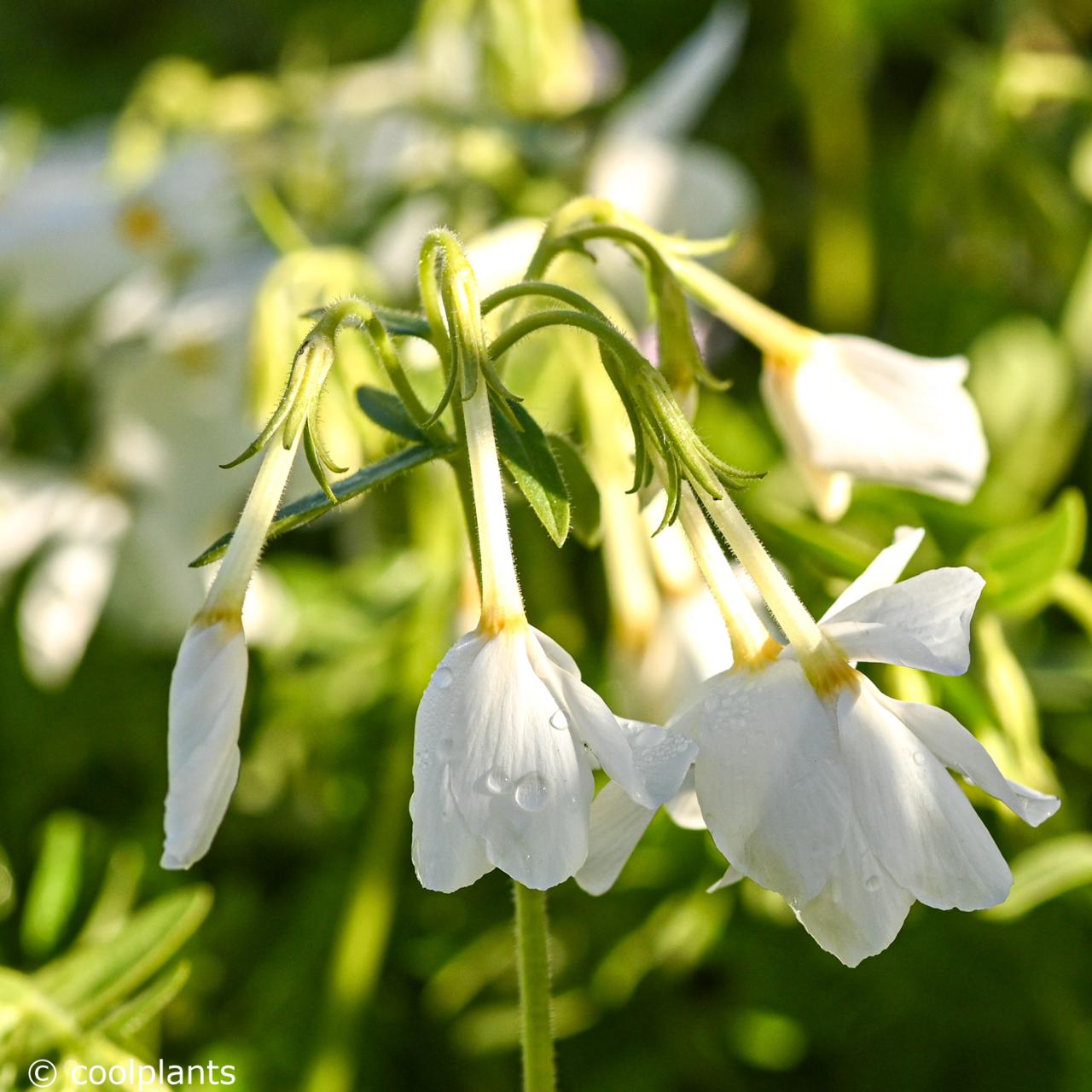 Phlox stolonifera 'Alba' plant