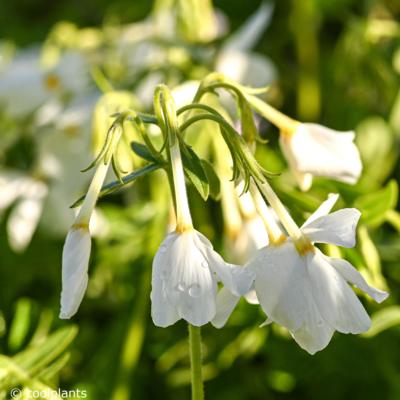 phlox-stolonifera-alba