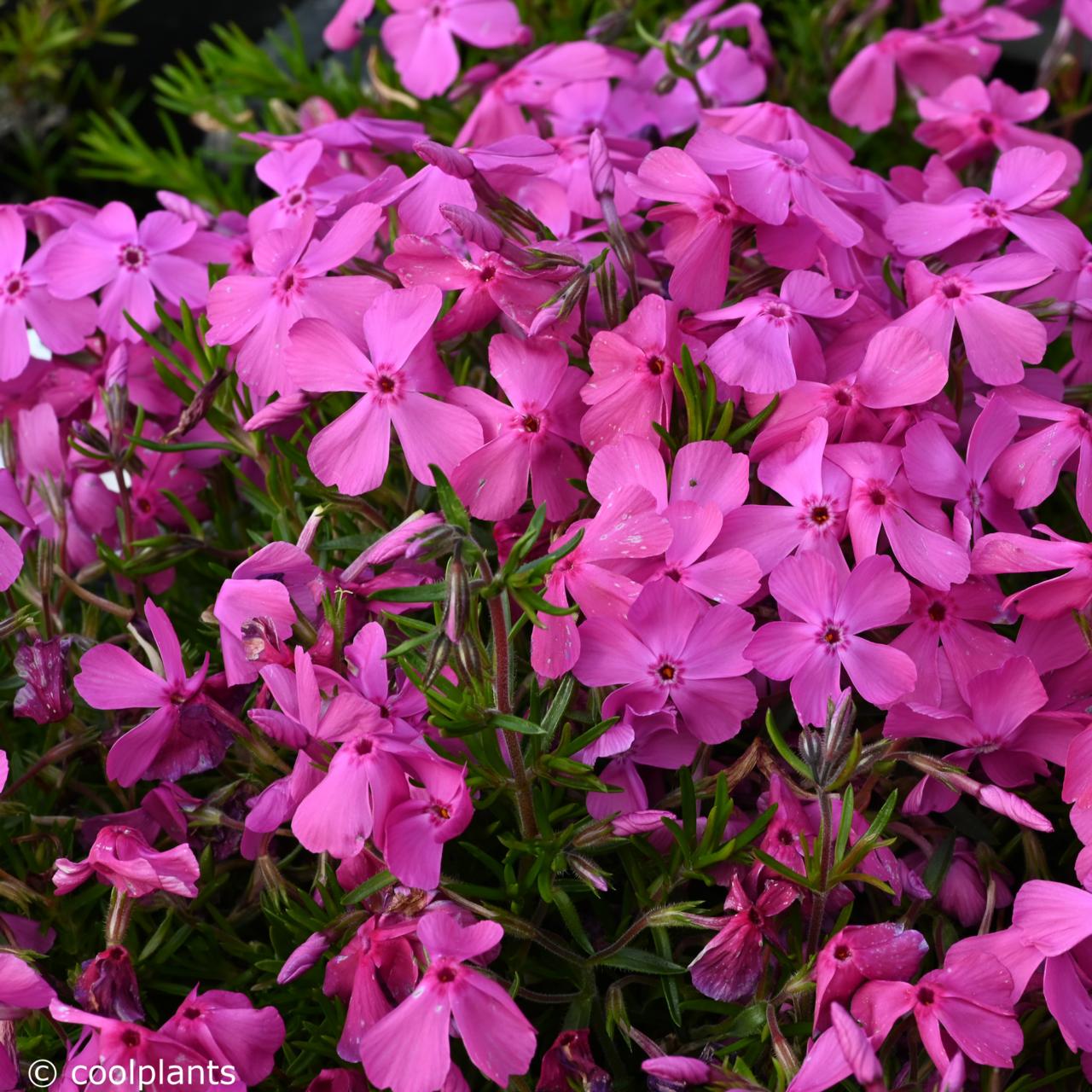 Phlox subulata 'McDaniel's Cushion' plant