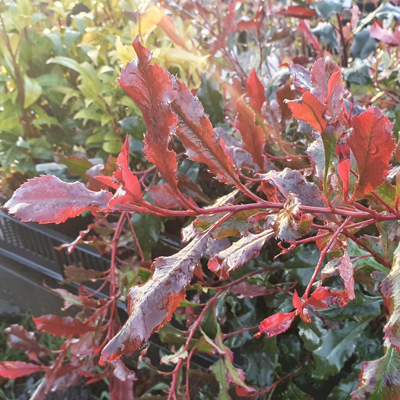 Photinia fraseri 'Corallina' plant