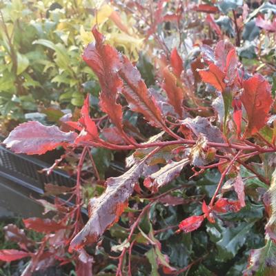 photinia-fraseri-corallina