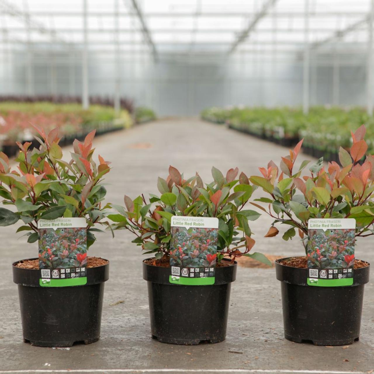 Photinia fraseri 'Little Red Robin' plant