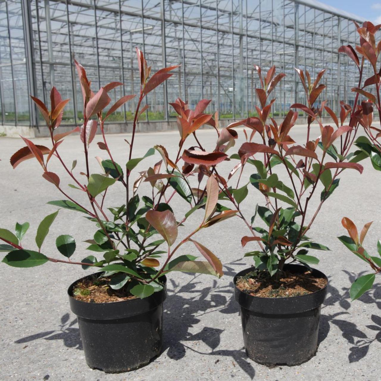 Photinia fraseri 'Red Robin' plant