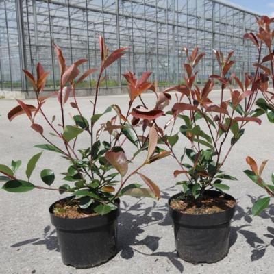 photinia-fraseri-red-robin