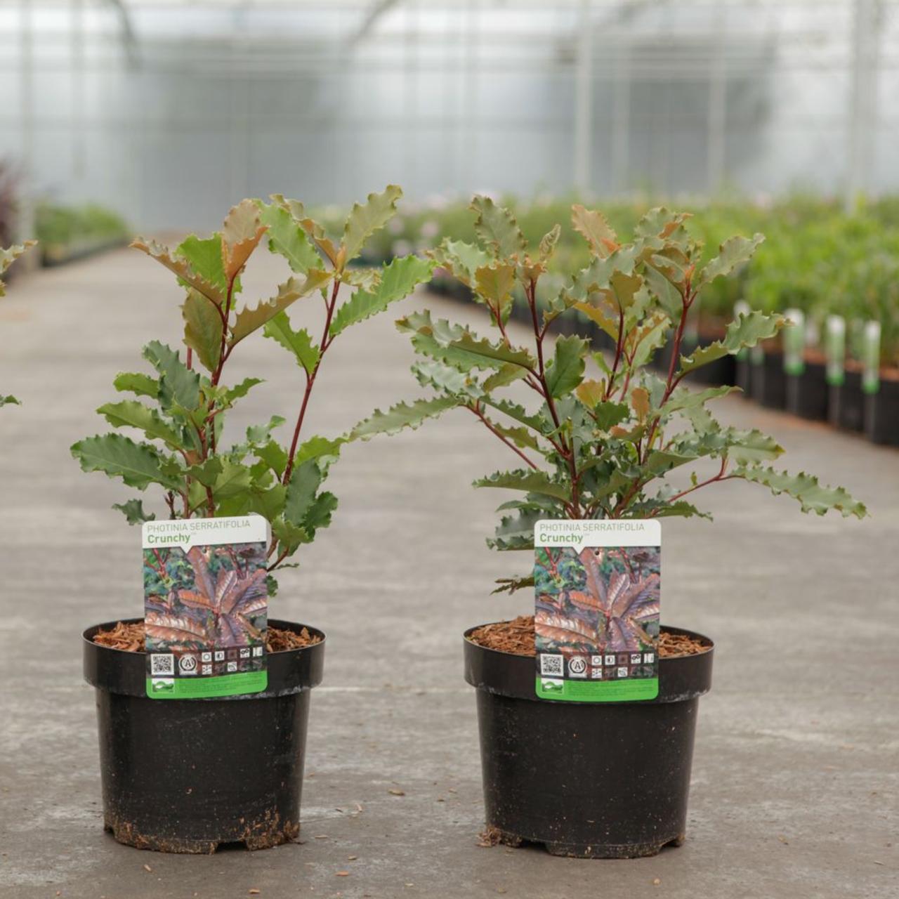 Photinia serratifolia 'Crunchy' plant