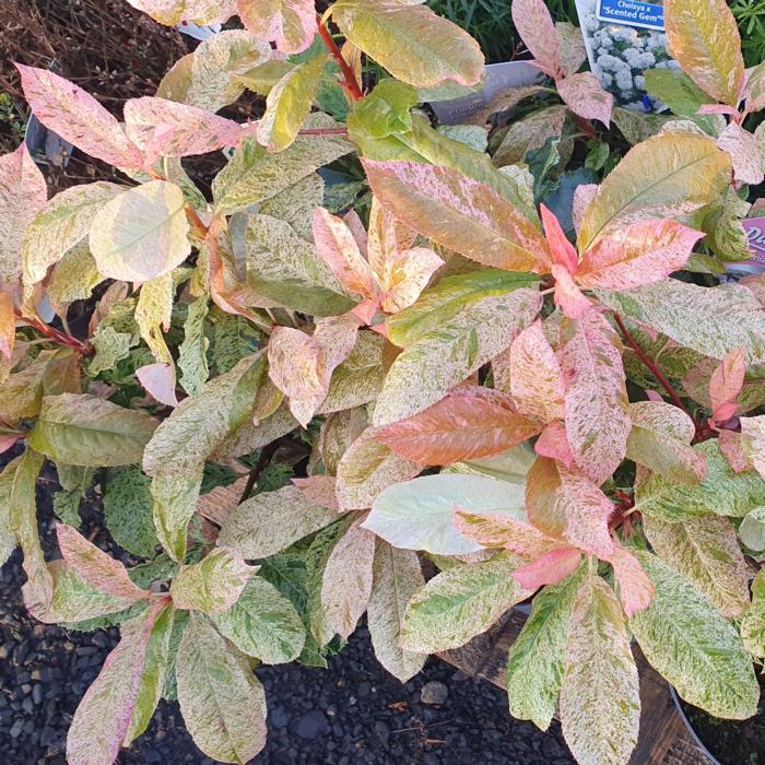 Photinia serrulata 'Pink Crispy' plant