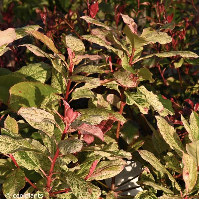 Photinia serrulata 'Pink Crispy' plant