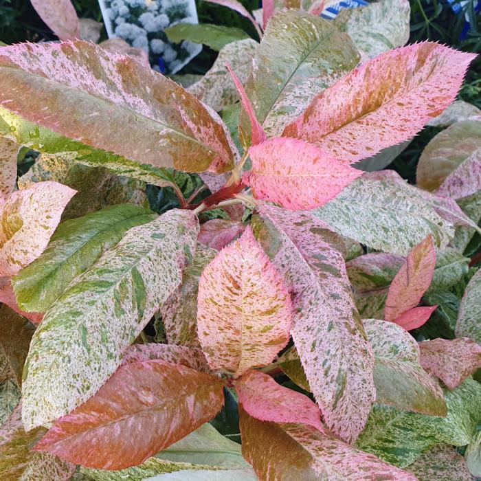 Photinia serrulata 'Pink Crispy' plant