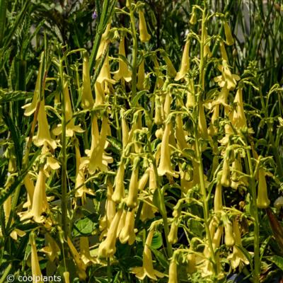 phygelius-colorbust-yellow