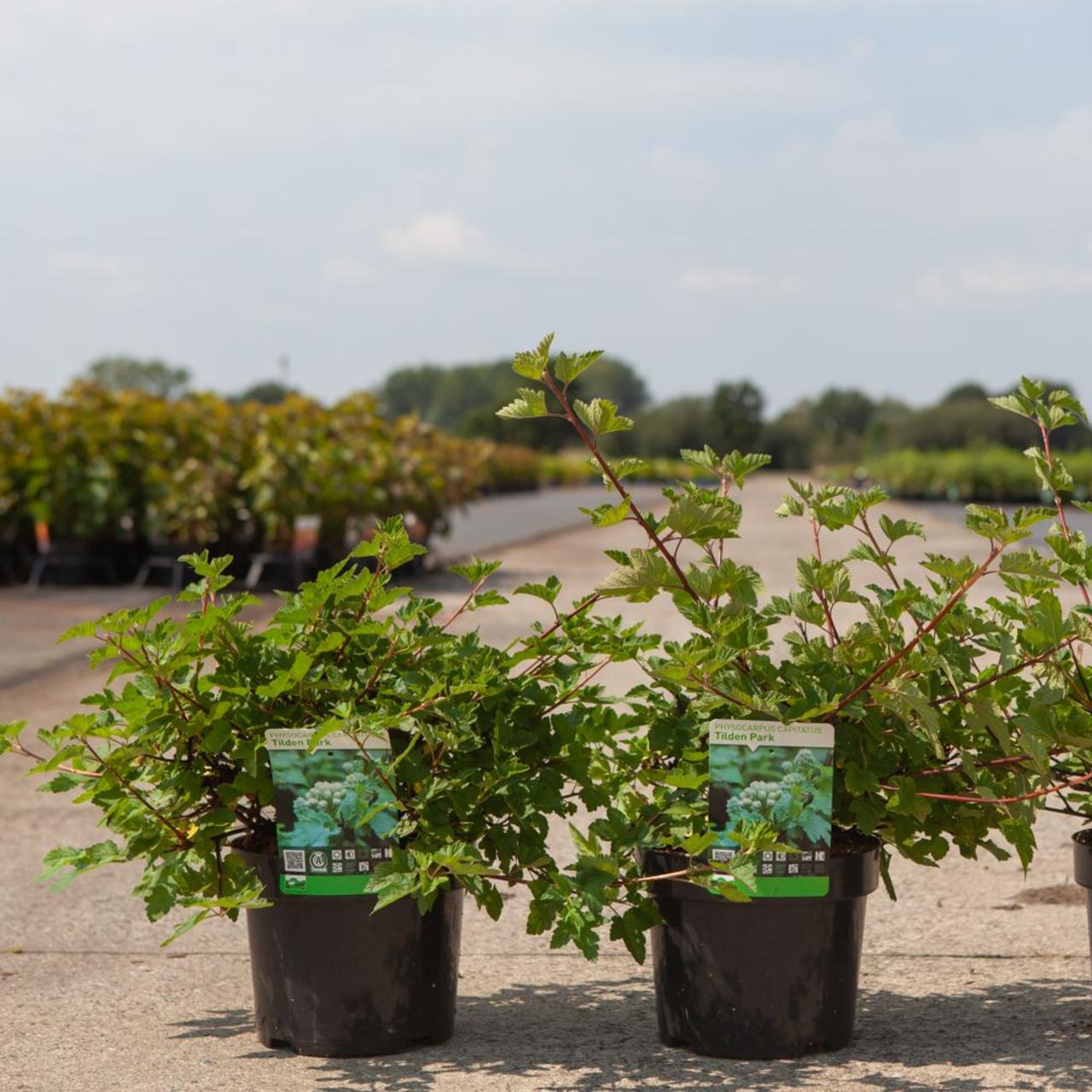 Physocarpus cap. 'Tilden Park' plant