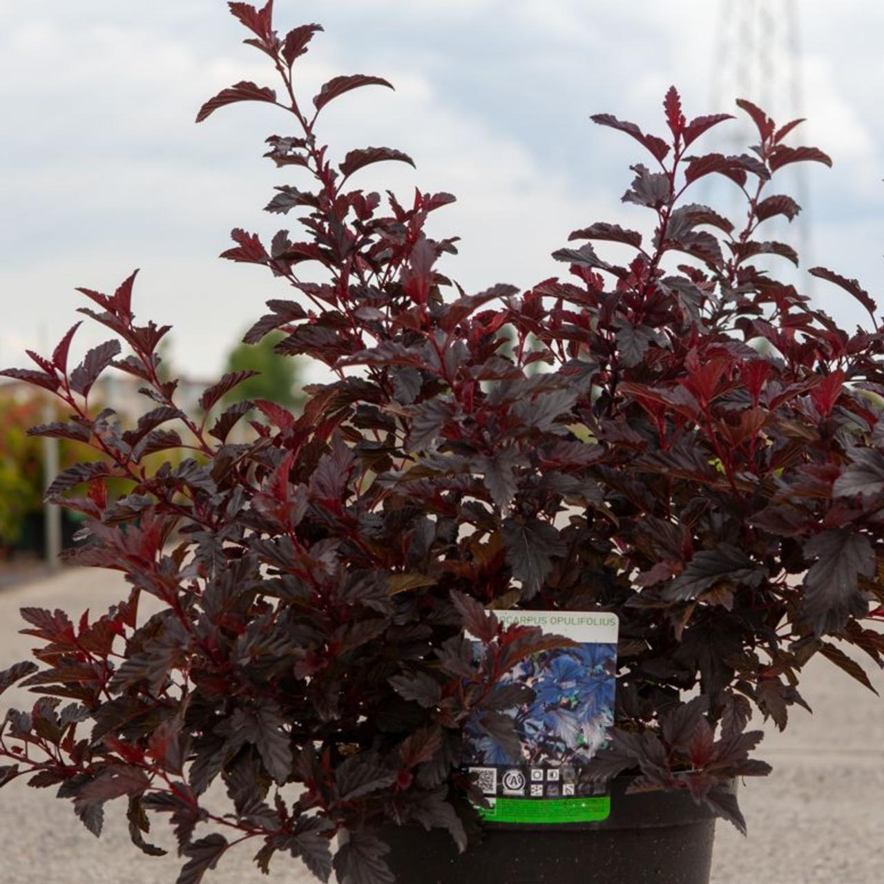 Physocarpus opulifolius 'All Black' plant