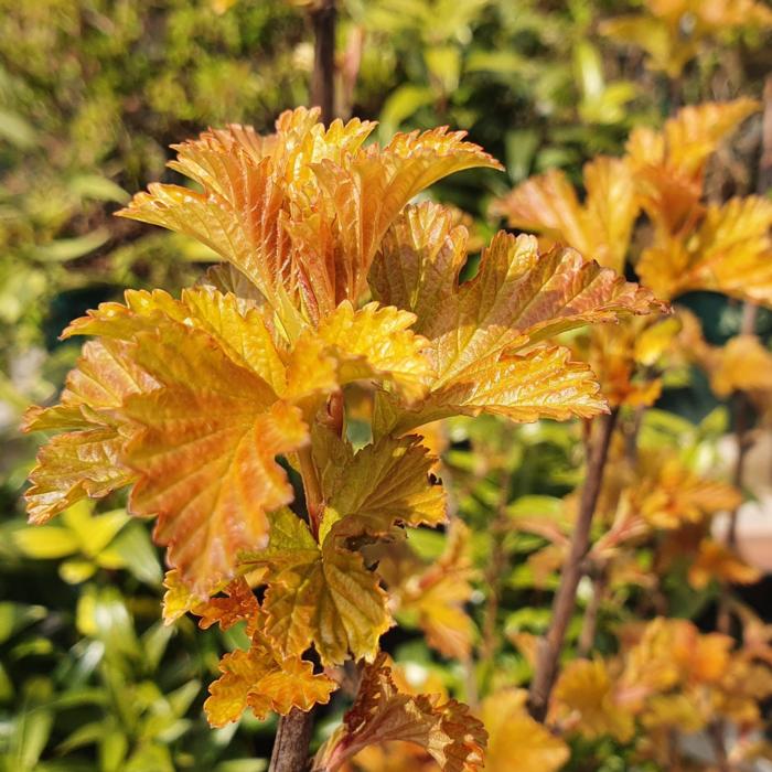 Physocarpus opulifolius 'Amber Jubilee' plant