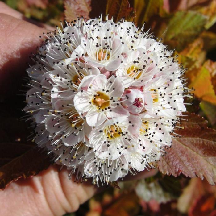 Physocarpus opulifolius 'Amber Jubilee' plant