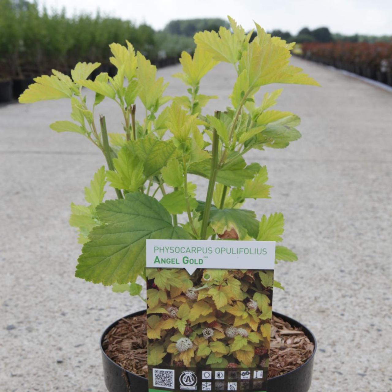 Physocarpus opulifolius 'Angel Gold' plant