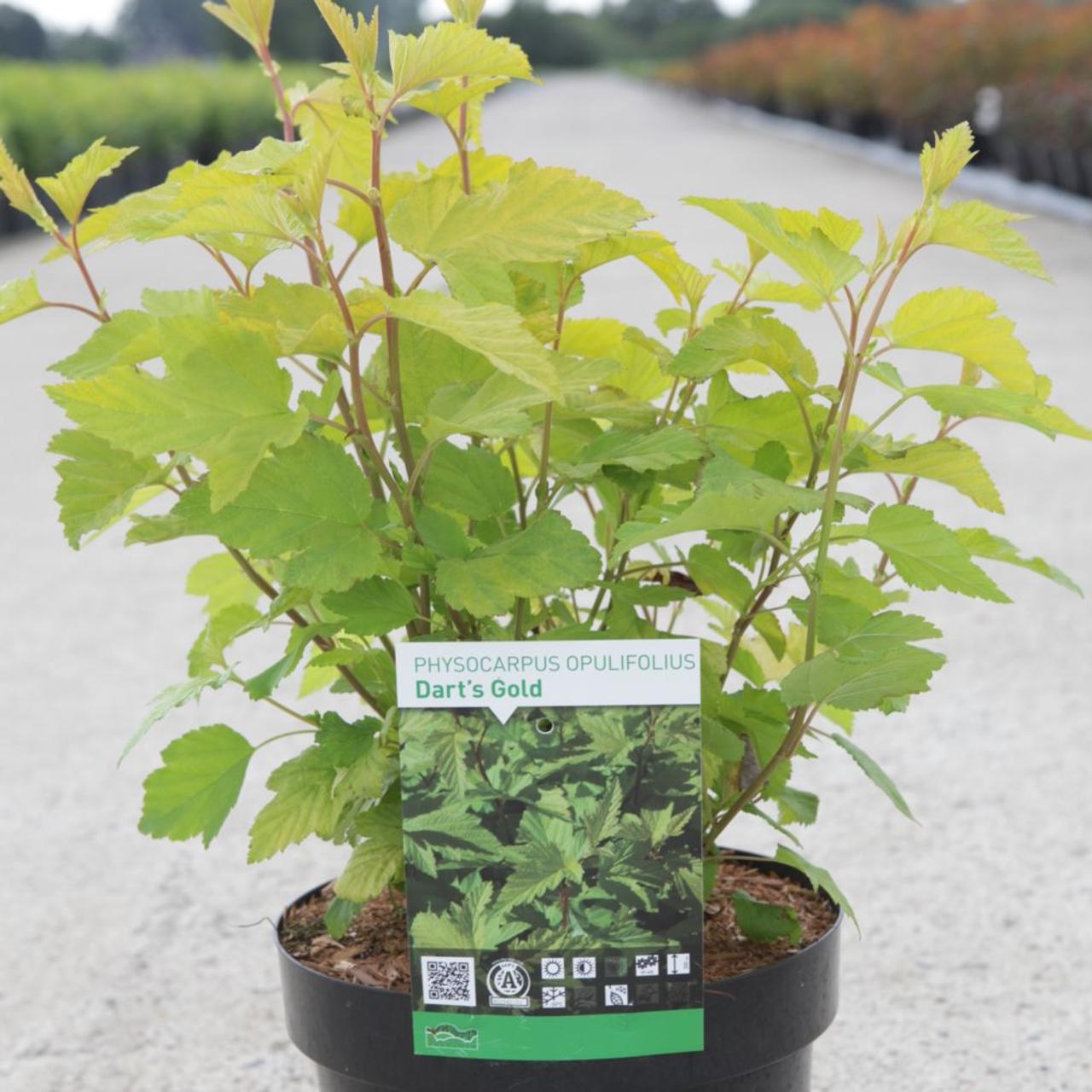 Physocarpus opulifolius 'Dart's Gold' plant