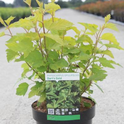 physocarpus-opulifolius-darts-gold