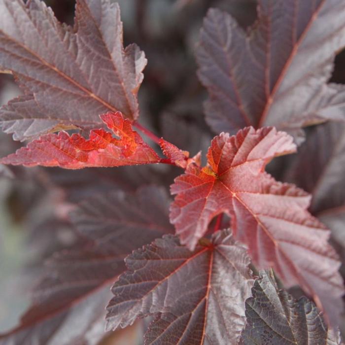 Physocarpus opulifolius 'Diable d'Or' plant