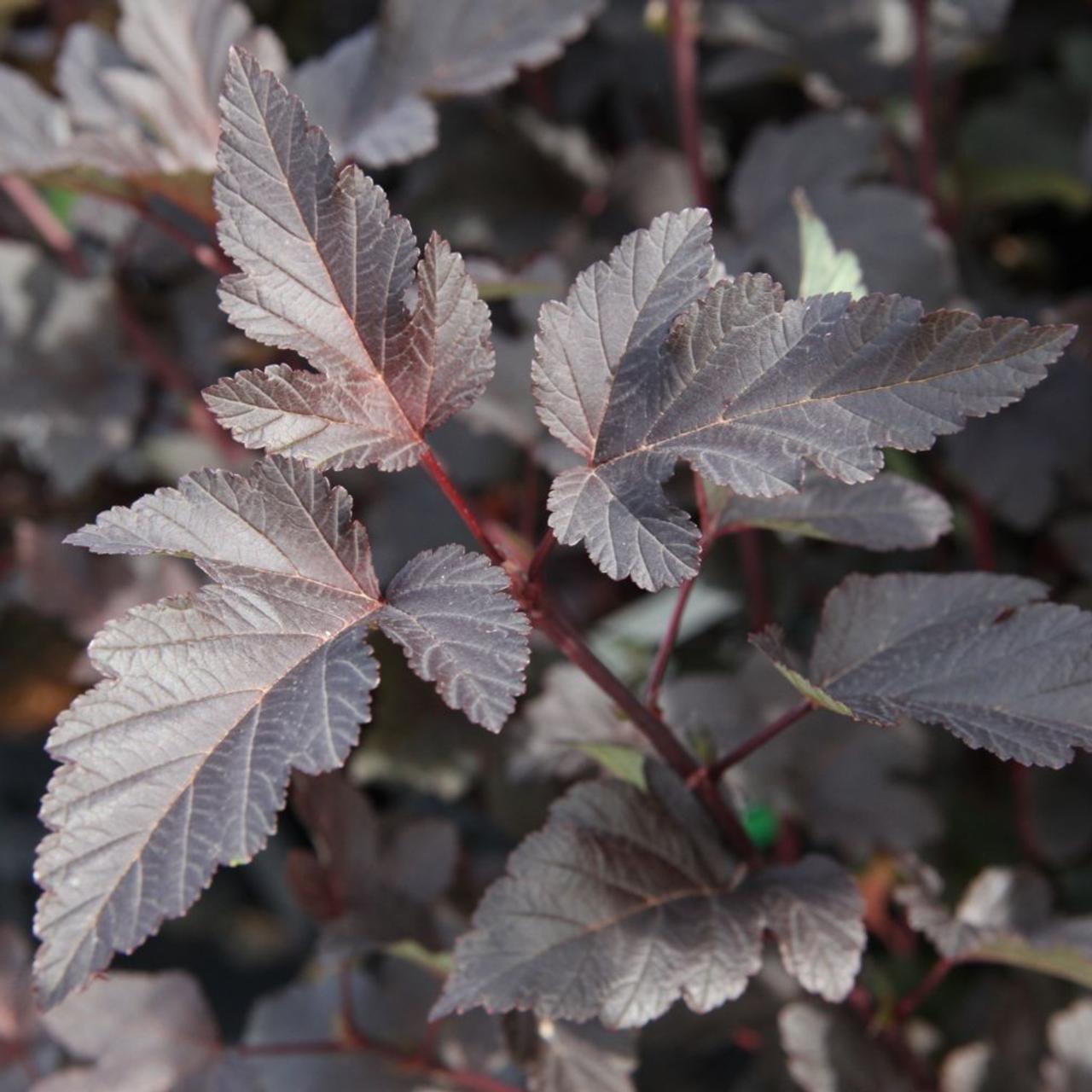 Physocarpus opulifolius 'Diabolo' plant