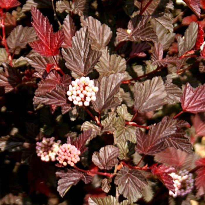 Physocarpus opulifolius 'Lady in Red' plant