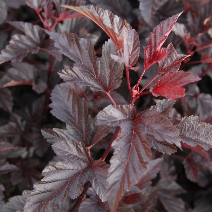 Physocarpus opulifolius 'Lady in Red' plant