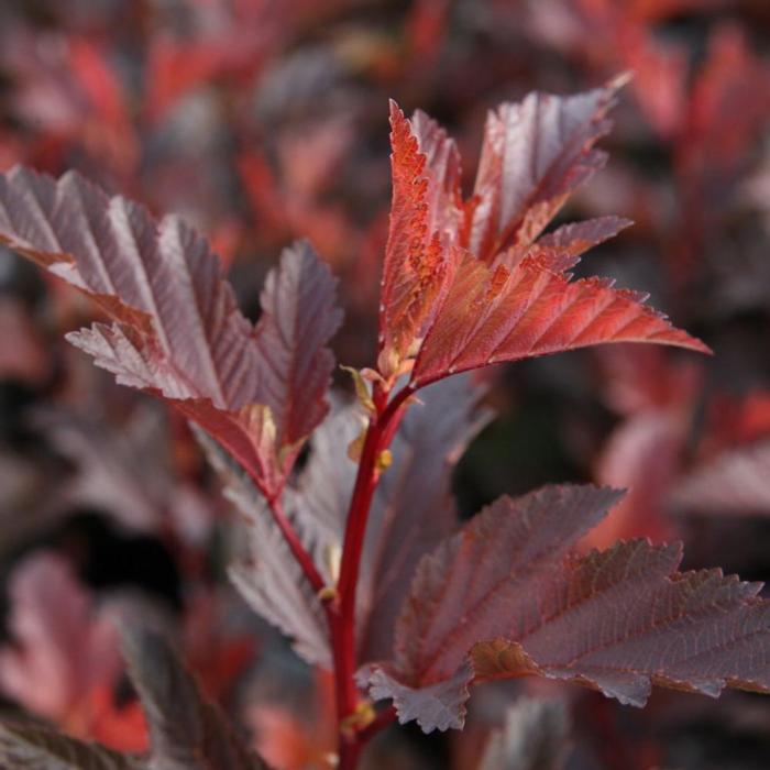 Physocarpus opulifolius 'Little Angel' plant