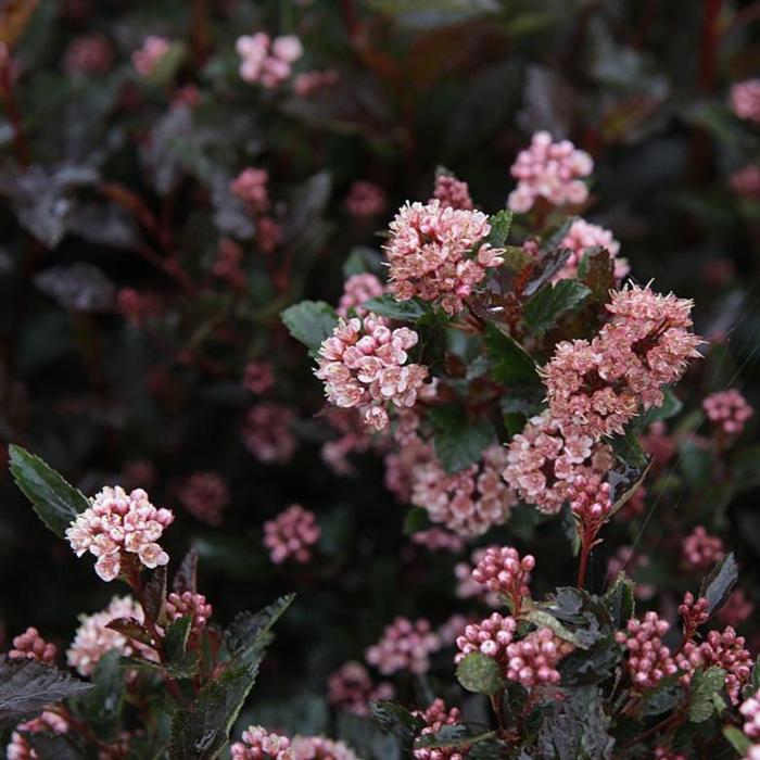 Physocarpus opulifolius 'Little Devil' plant