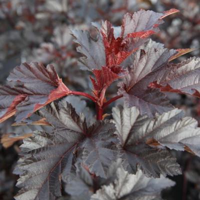 physocarpus-opulifolius-midnight