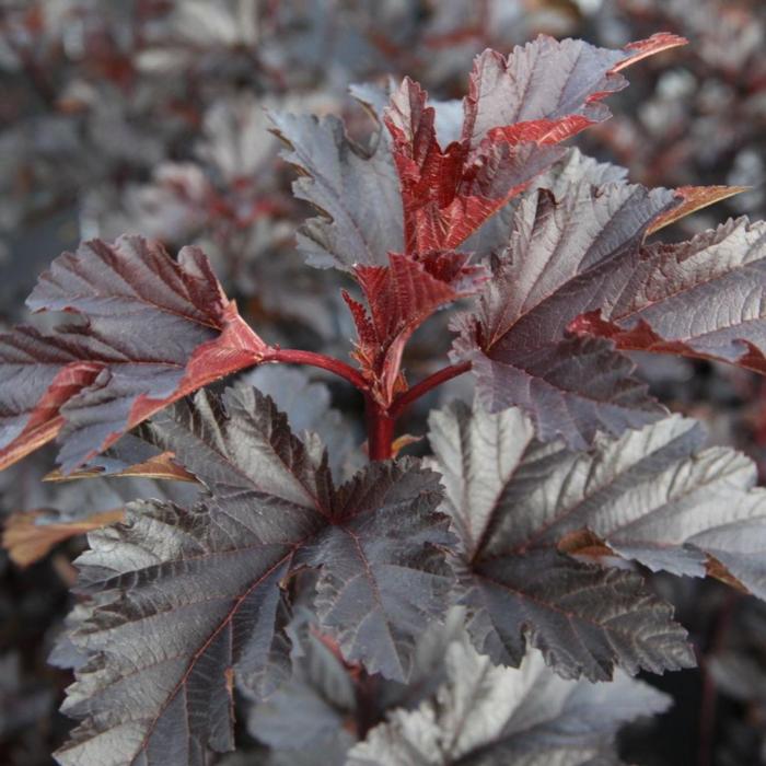 Physocarpus opulifolius 'Midnight' plant