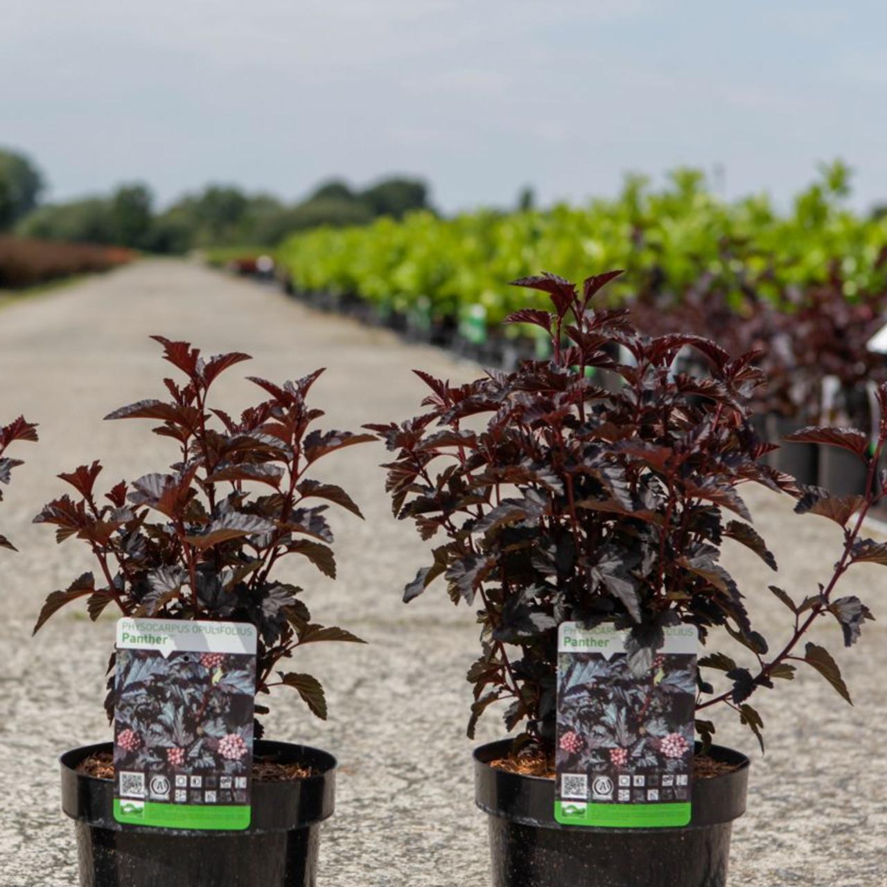 Physocarpus opulifolius PANTHER plant