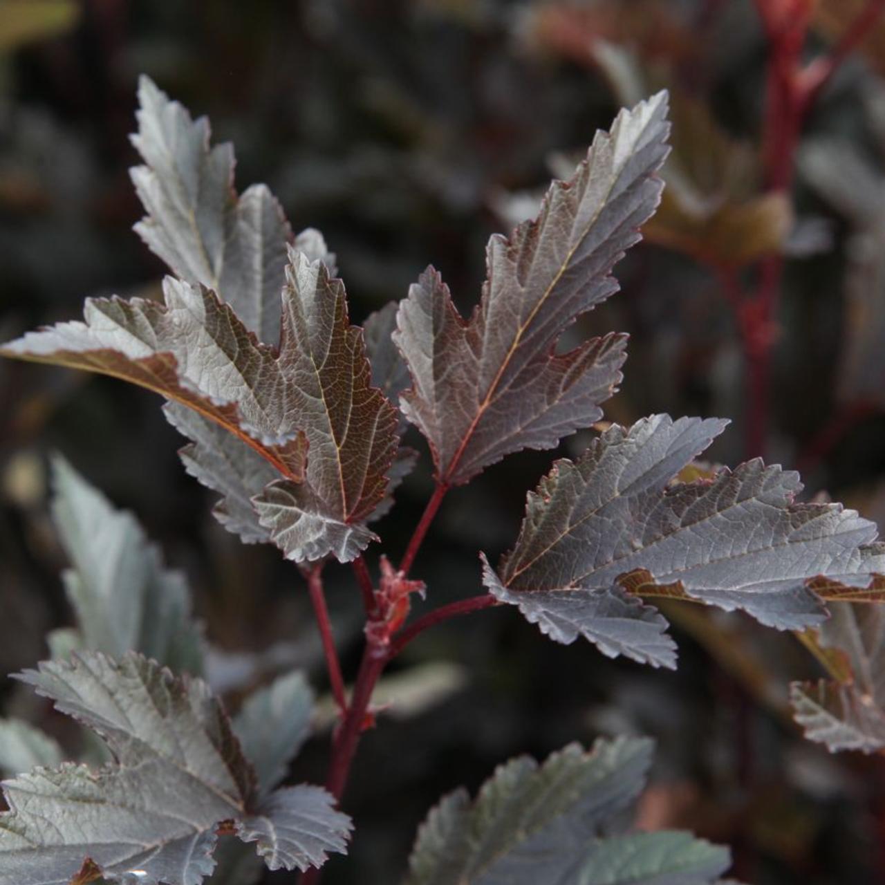 Physocarpus opulifolius 'Summer Wine' plant