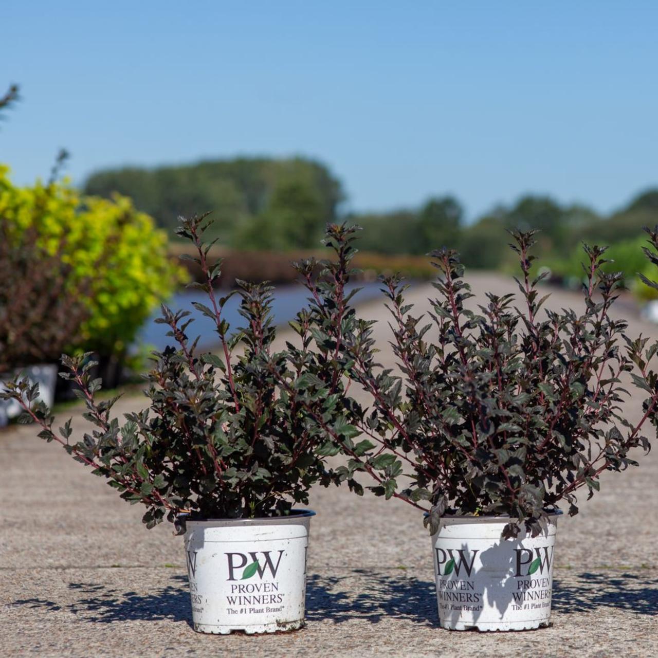 Physocarpus opulifolius 'Tiny Wine' plant