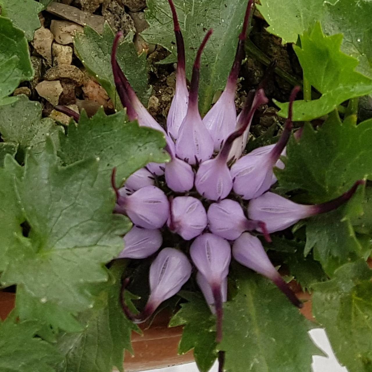 Physoplexis comosa var. pubescens plant